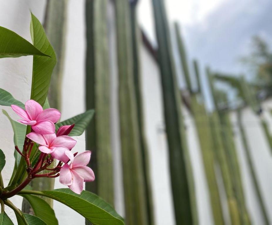 Casa Mayo B&B Oaxaca Kültér fotó